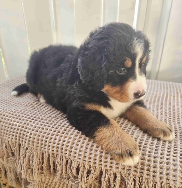 Bernese Mountain Dog Puppies media 6