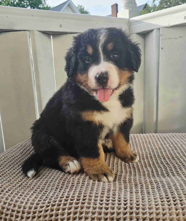 Bernese Mountain Dog Puppies media 7