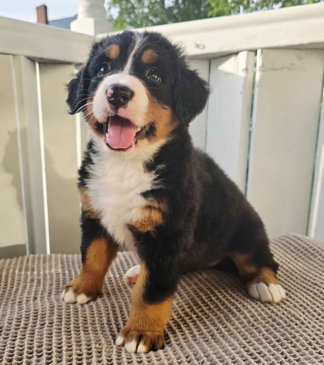 Bernese Mountain Dog Puppies media 8