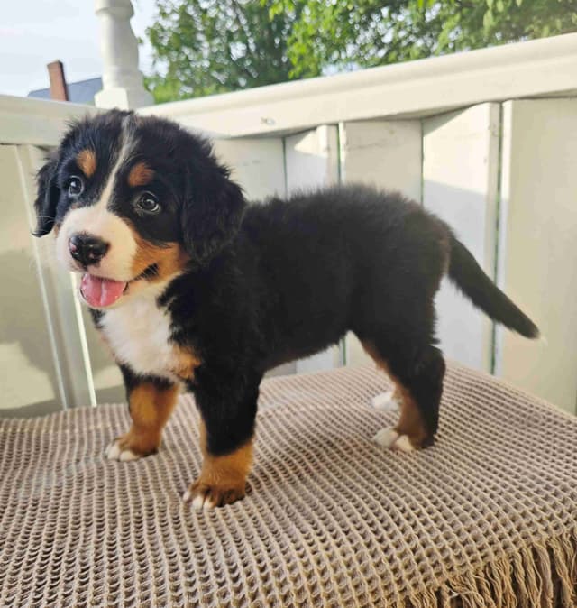 Bernese Mountain Dog Puppies media 9