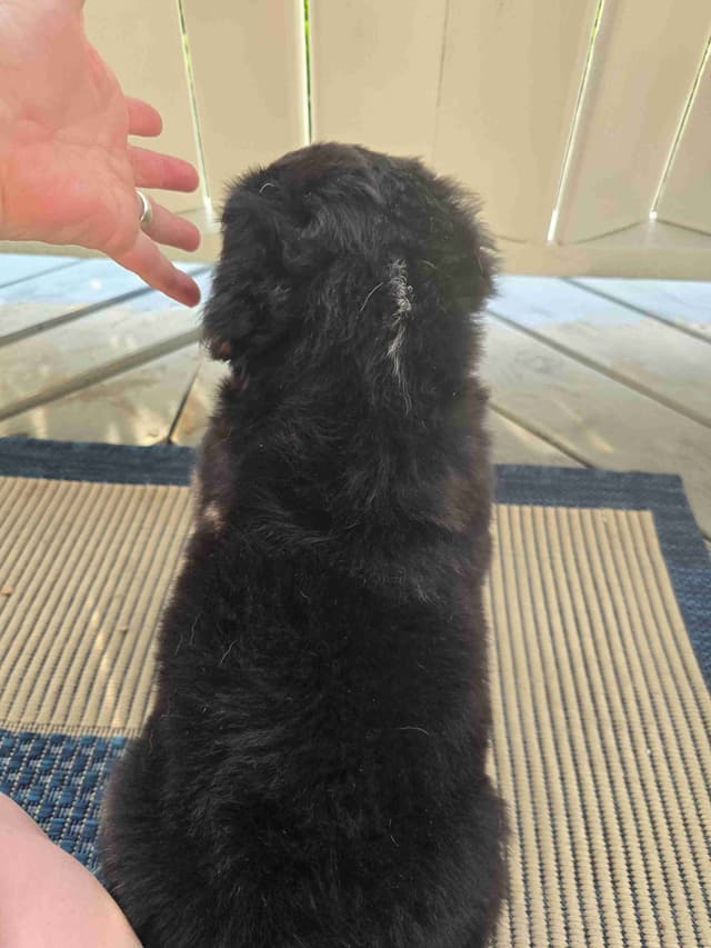 Bernese Mountain Dog Puppies media 10