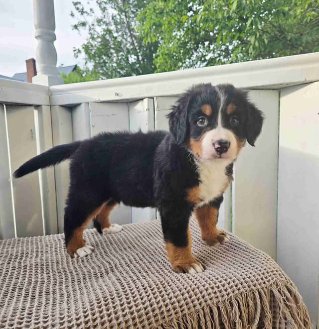Bernese Mountain Dog Puppies media 11