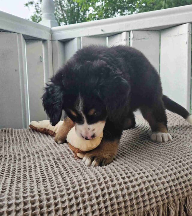 Bernese Mountain Dog Puppies media 13