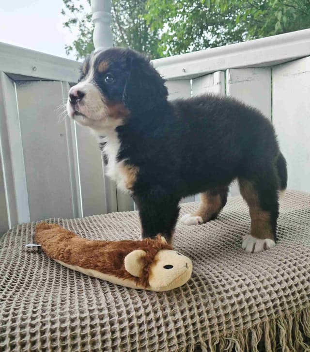 Bernese Mountain Dog Puppies media 14