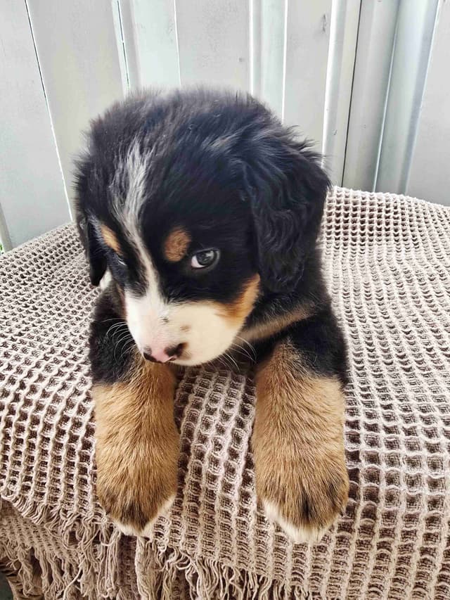 Bernese Mountain Dog Puppies media 15