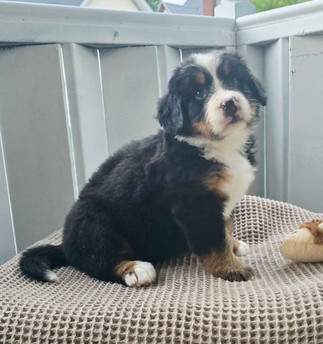 Bernese Mountain Dog Puppies media 16