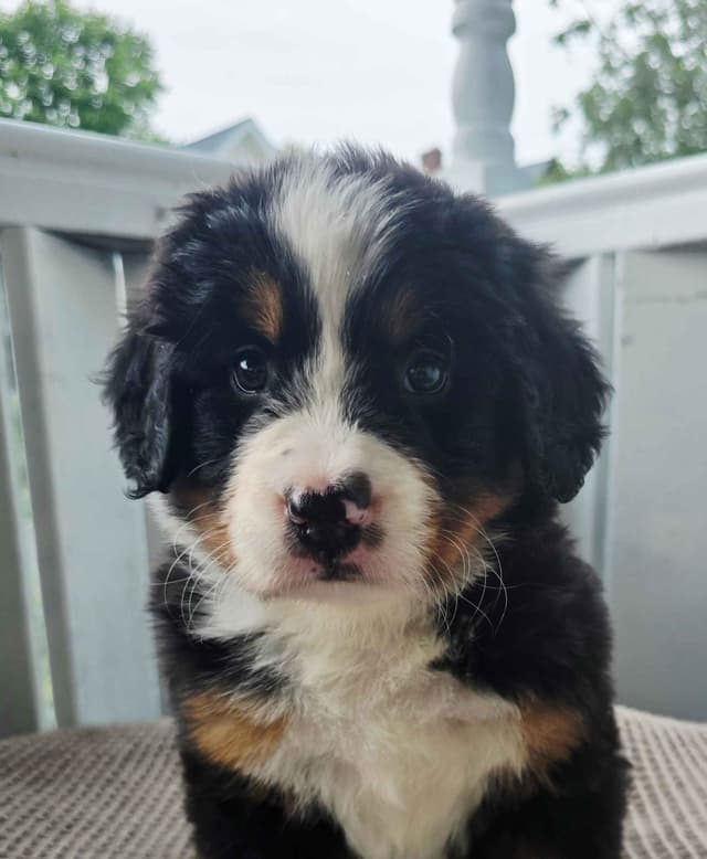 Bernese Mountain Dog Puppies media 17