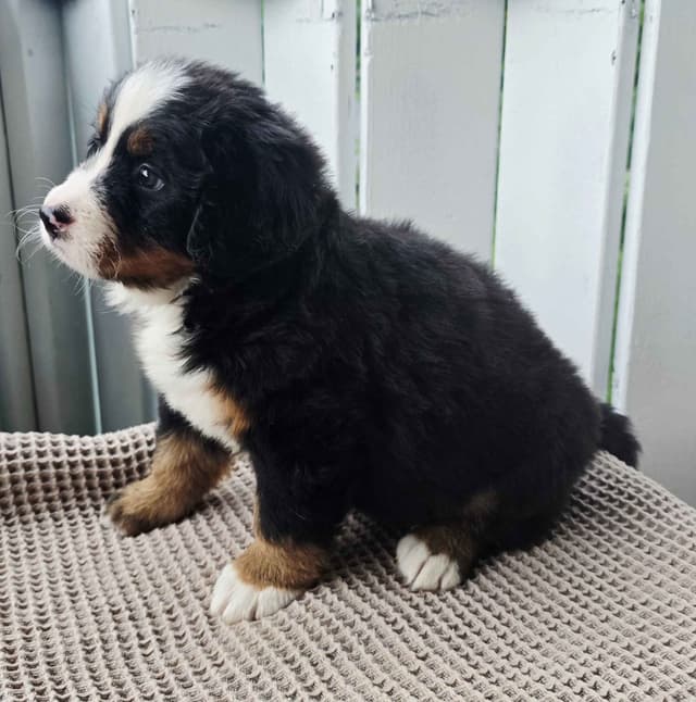 Bernese Mountain Dog Puppies media 18