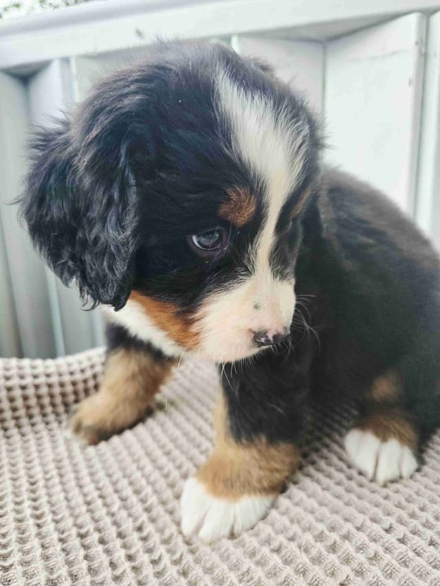 Bernese Mountain Dog Puppies media 19