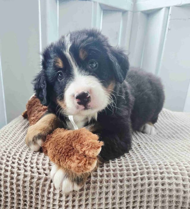 Bernese Mountain Dog Puppies media 20