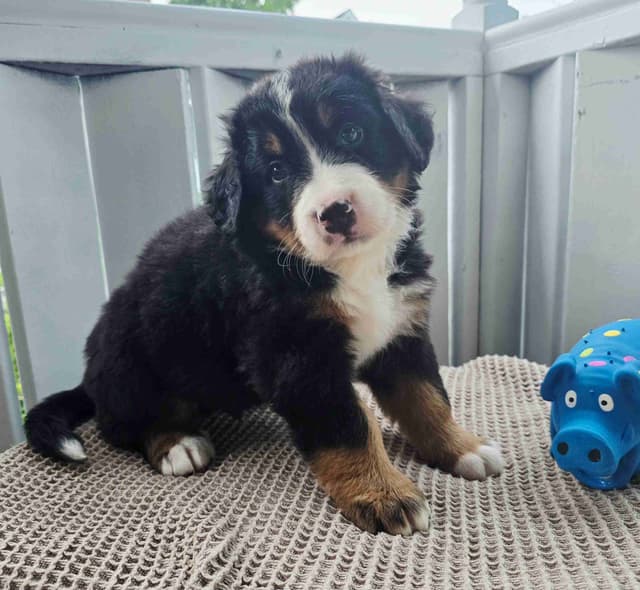 Bernese Mountain Dog Puppies media 21