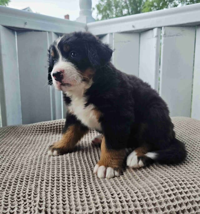 Bernese Mountain Dog Puppies media 22