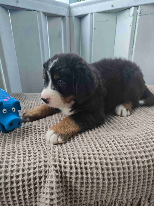 Bernese Mountain Dog Puppies media 23