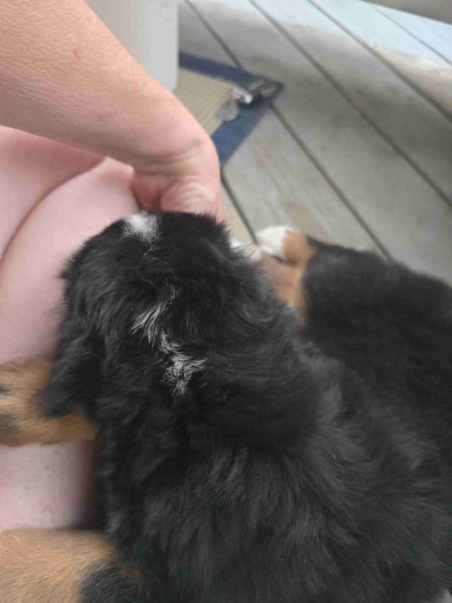 Bernese Mountain Dog Puppies media 27