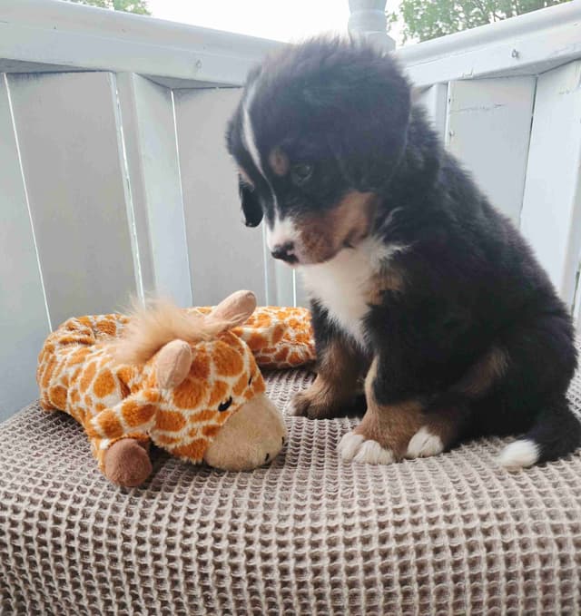 Bernese Mountain Dog Puppies media 25