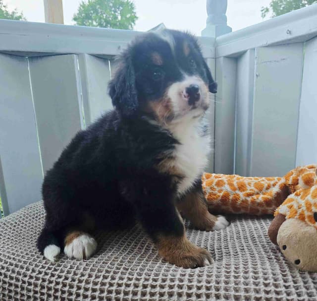 Bernese Mountain Dog Puppies media 26