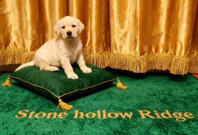 Stone Hollow Ridge Labradors media 5