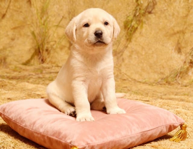 Stone Hollow Ridge Labradors media 3
