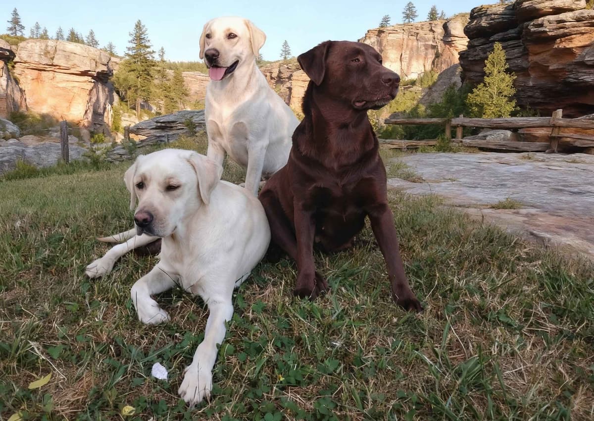 Stone Hollow Ridge Labradors breeder image 1