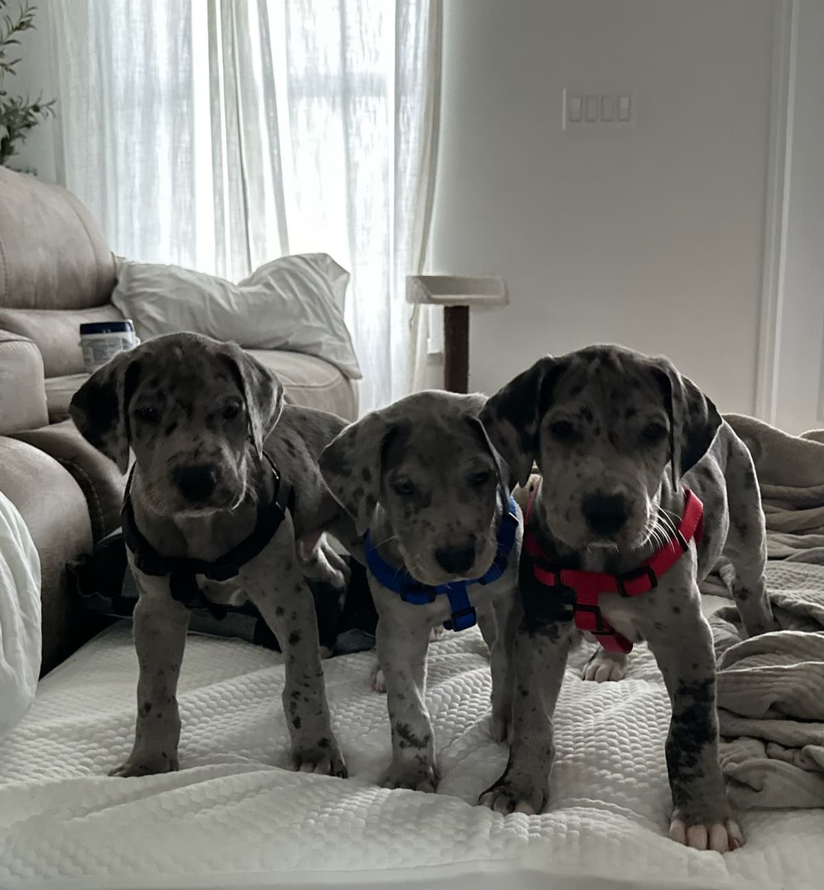Puppies ready  2 that are  3 mths breeder image 3