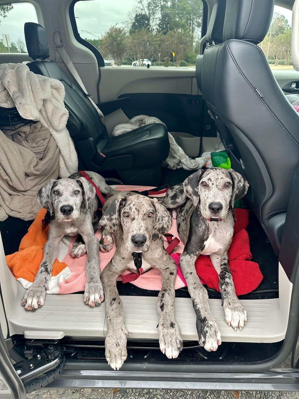 Puppies ready  2 that are  3 mths breeder image 4