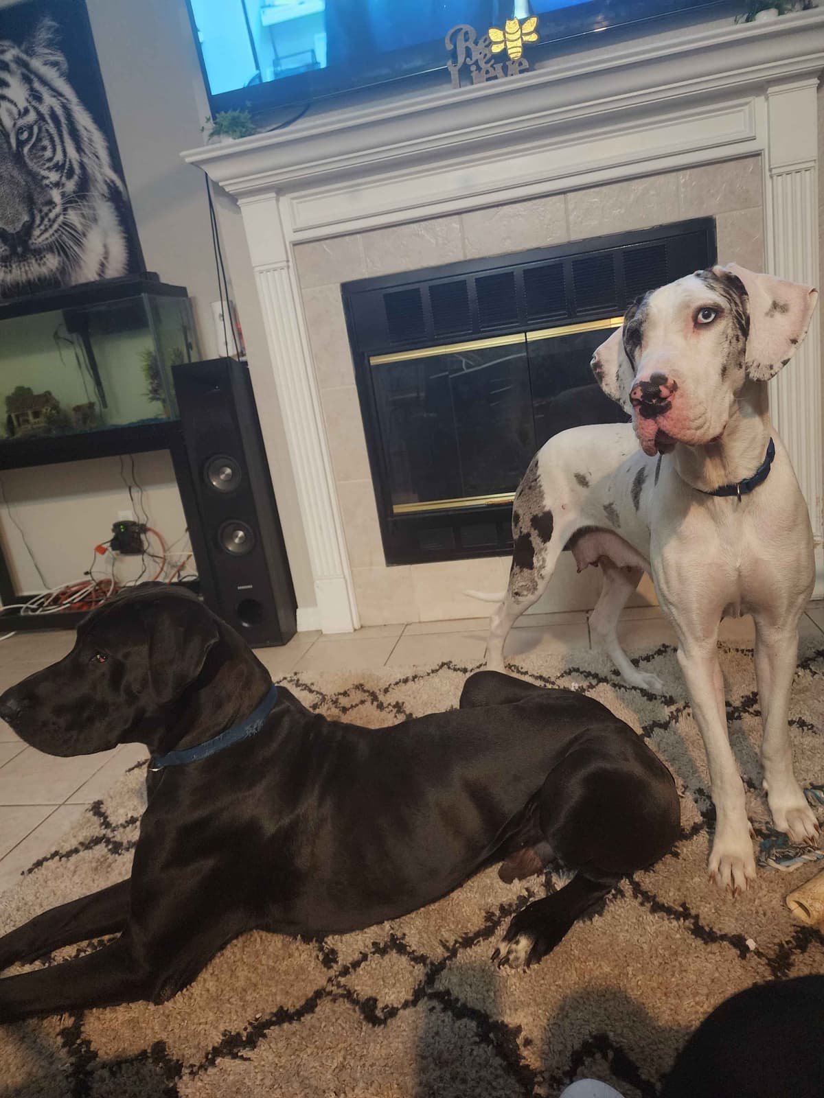 Puppies ready  2 that are  3 mths breeder image 8
