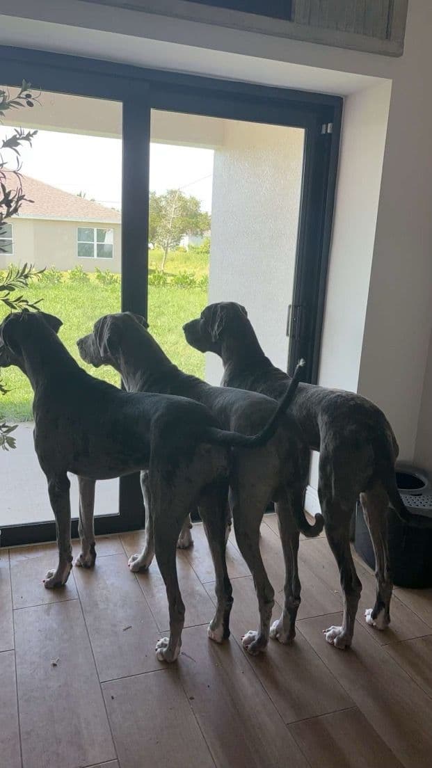 Puppies ready  2 that are  3 mths breeder image 5