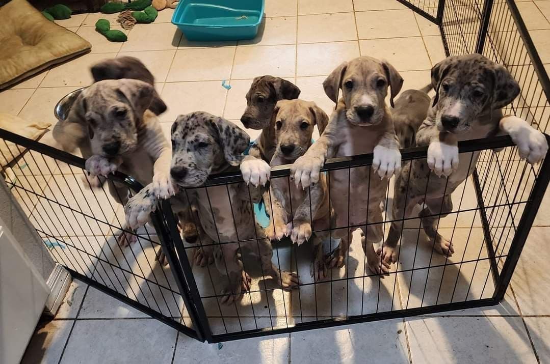 Puppies ready  2 that are  3 mths breeder image 13