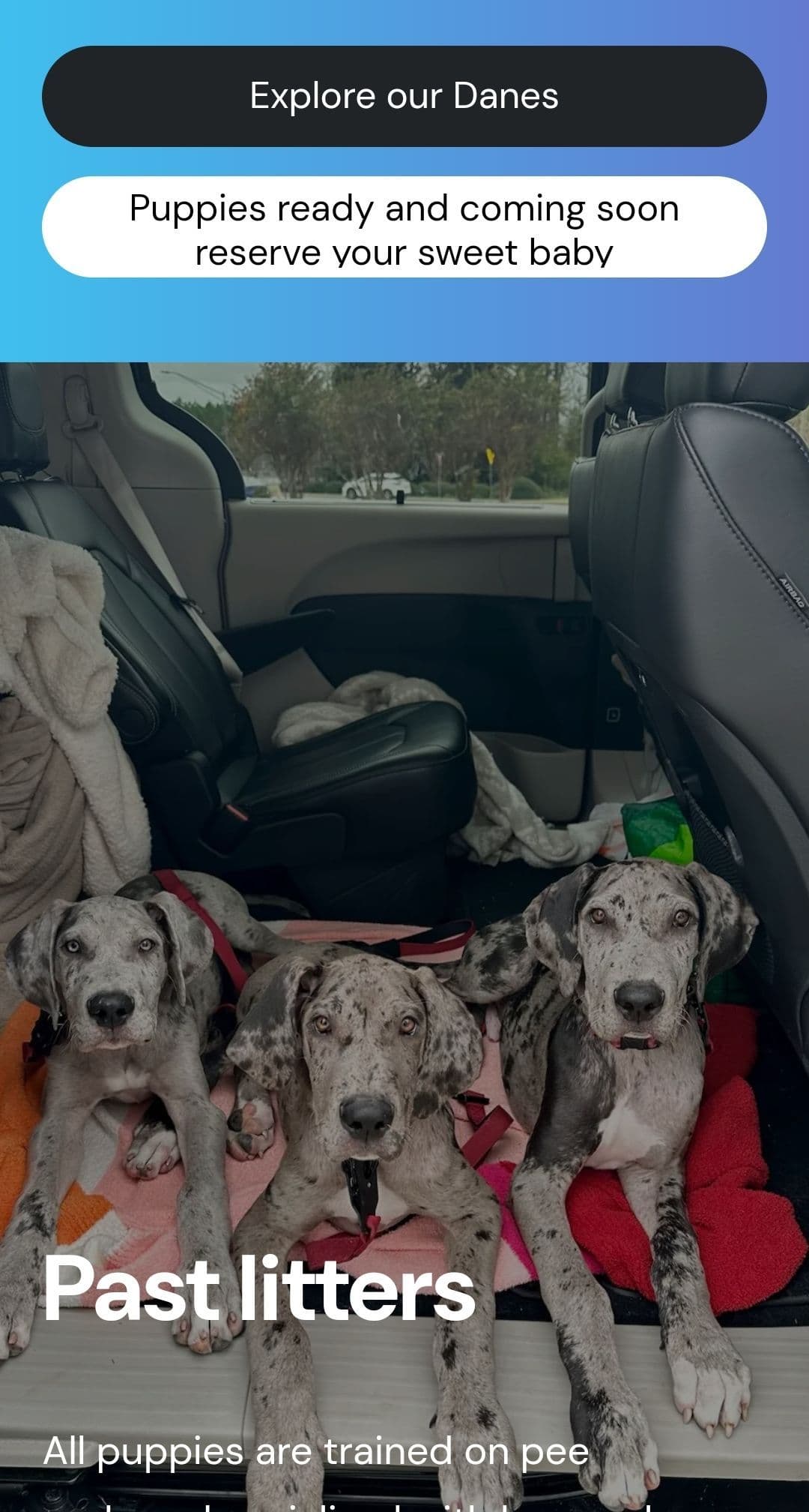 Puppies ready  2 that are  3 mths breeder image 14