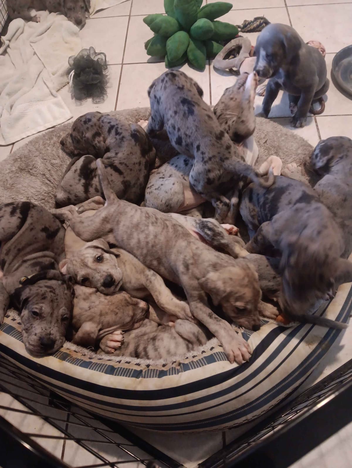 Puppies ready  2 that are  3 mths breeder image 17