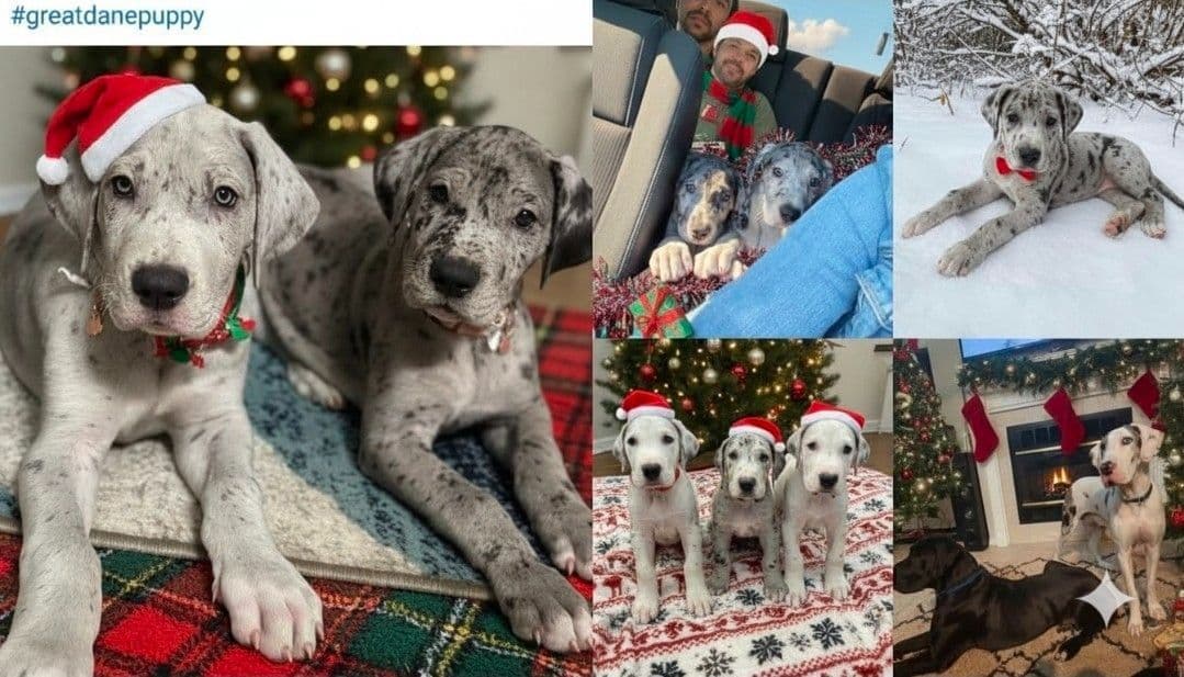 Puppies ready  2 that are  3 mths breeder image 6