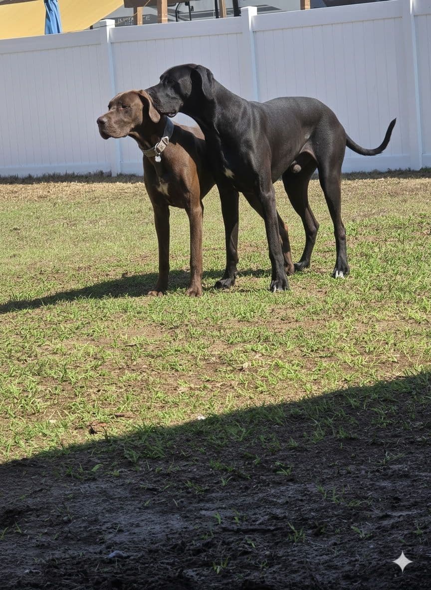 Puppies ready  2 that are  3 mths breeder image 20