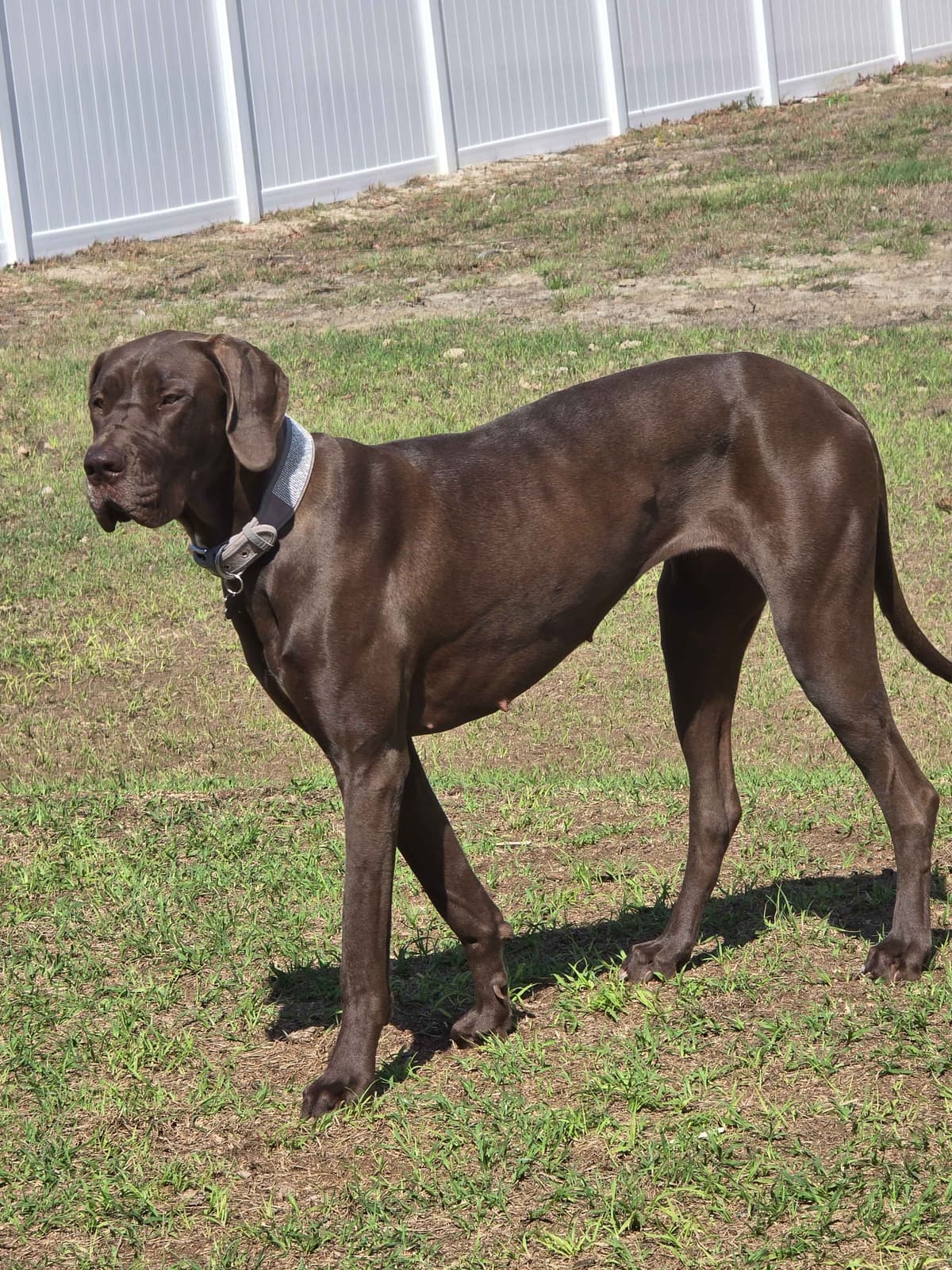 Puppies ready  2 that are  3 mths breeder image 24