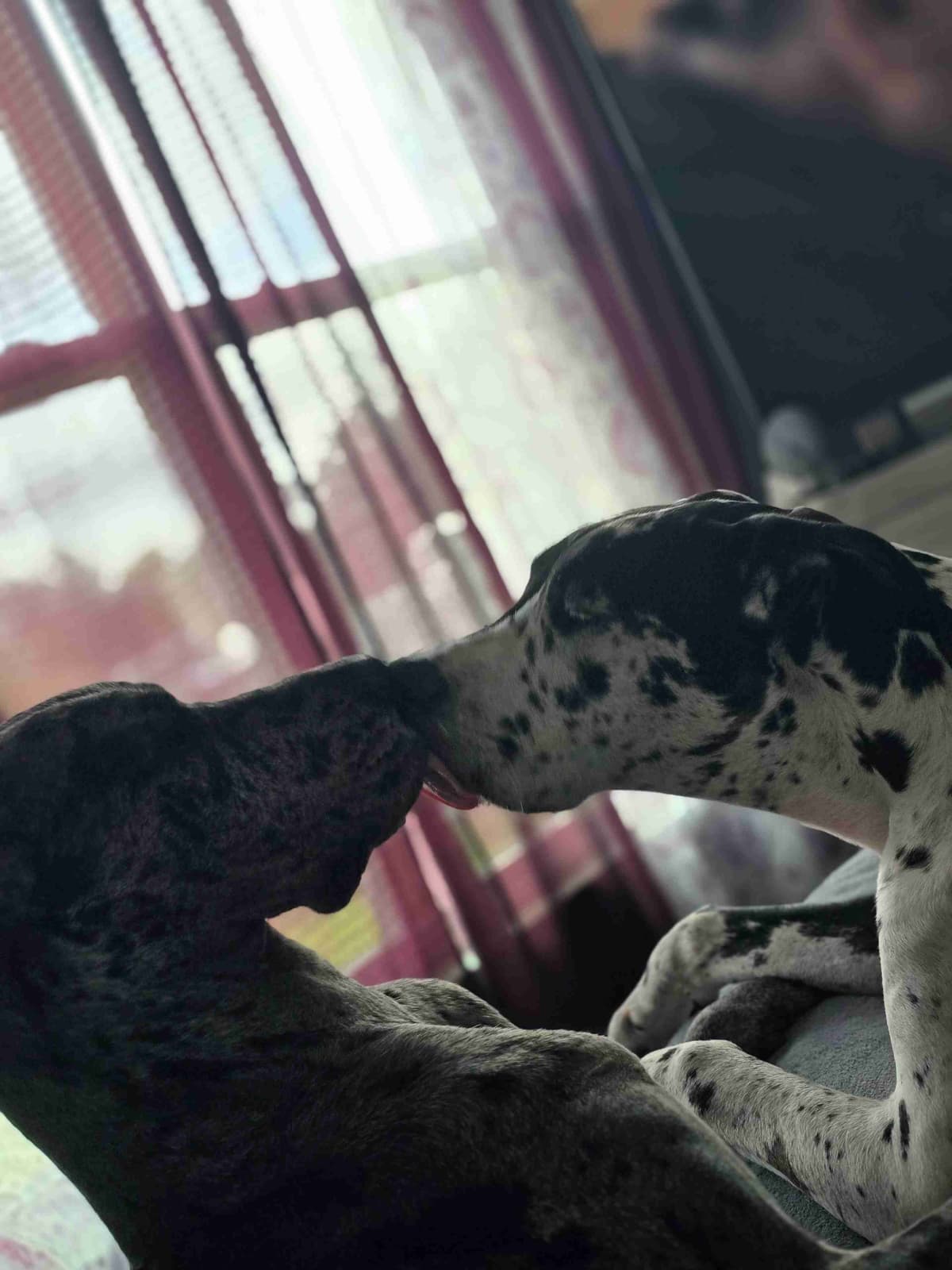Puppies ready  2 that are  3 mths breeder image 26