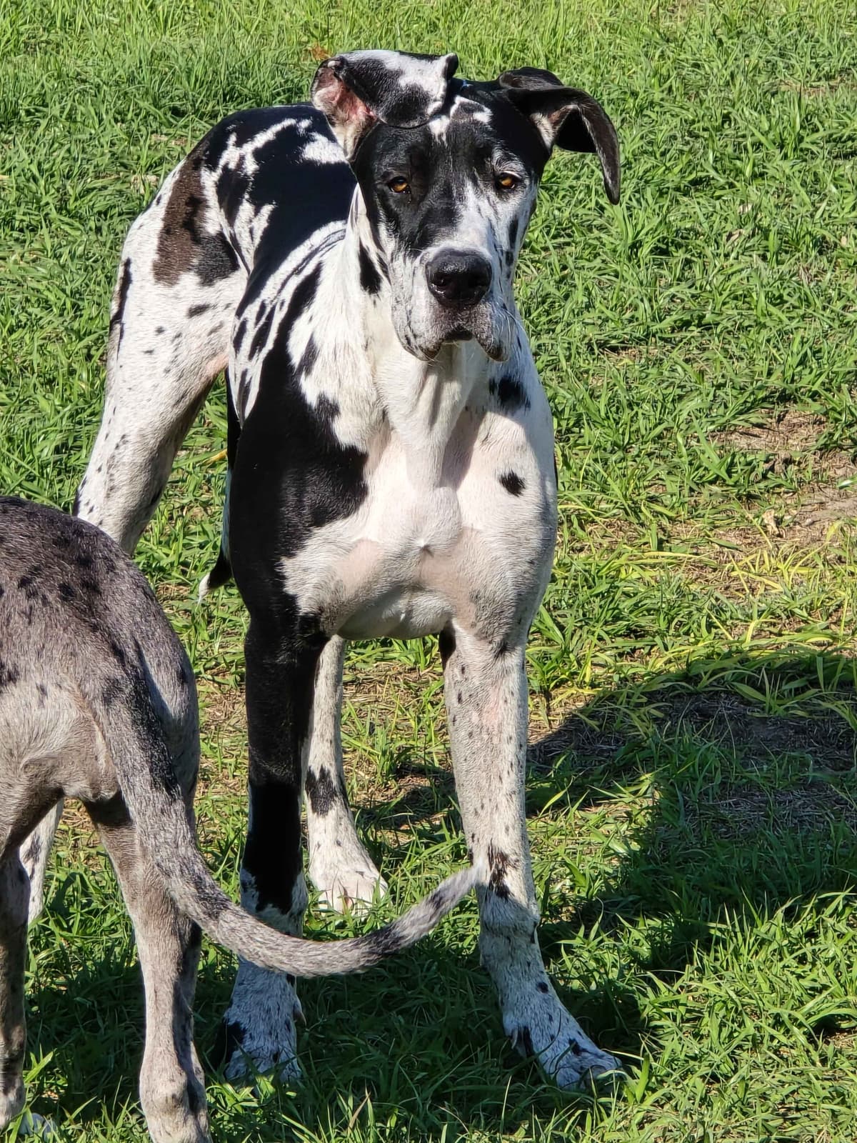 Puppies ready  2 that are  3 mths breeder image 7