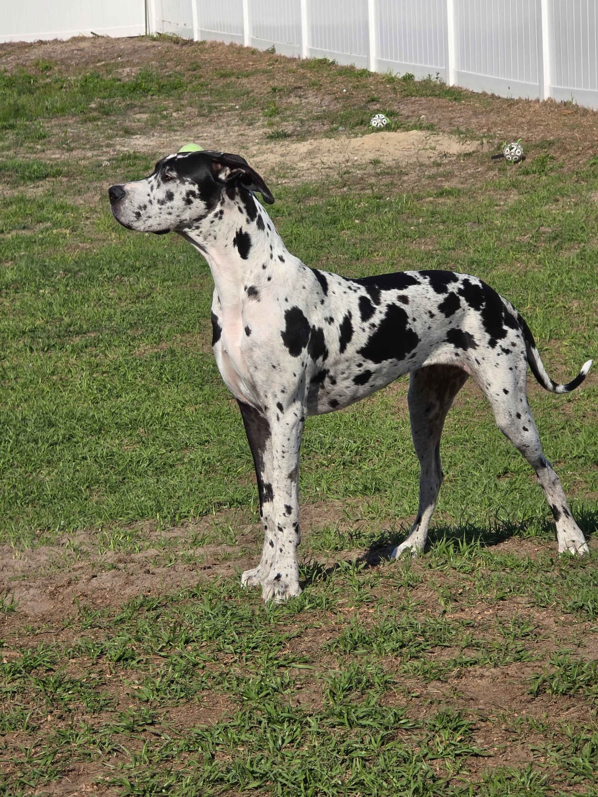 Puppies ready  2 that are  3 mths breeder image 27