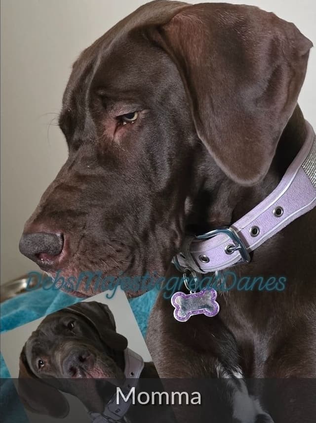 Puppies ready  2 that are  3 mths media 4