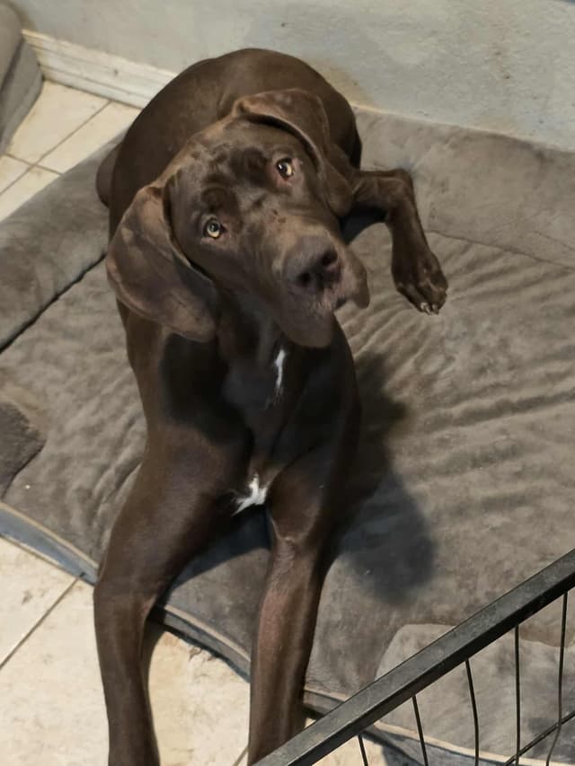 Puppies ready  2 that are  3 mths media 6