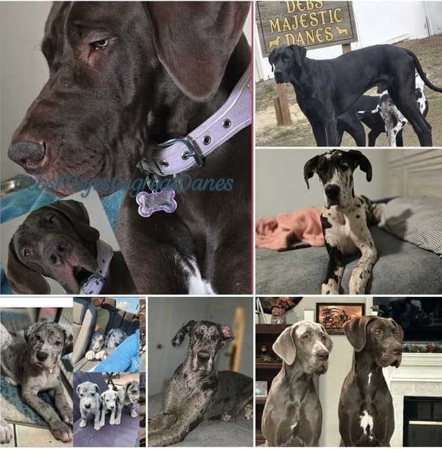 Puppies ready  2 that are  3 mths media 5