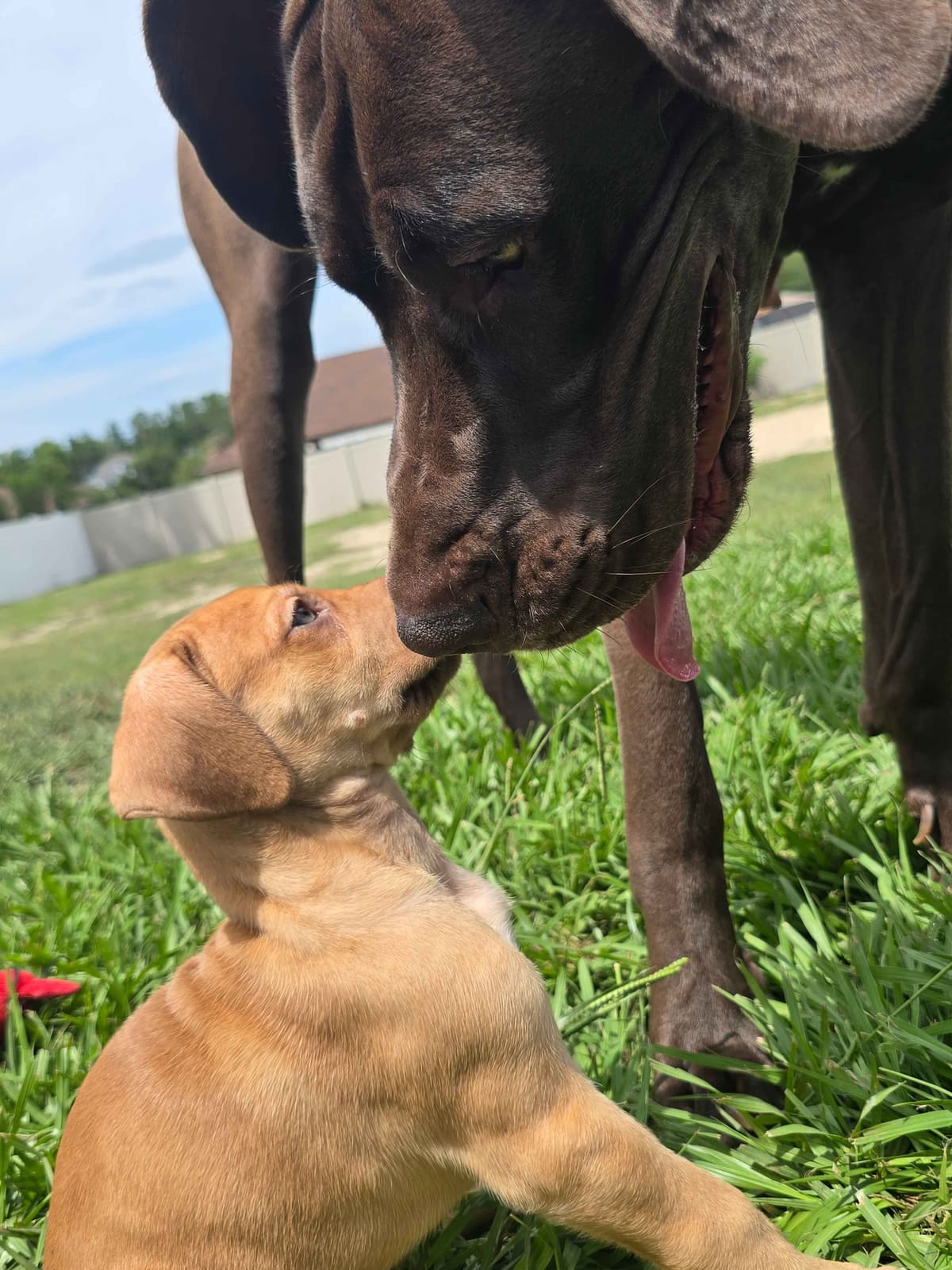 Puppies ready  2 that are  3 mths breeder image 29
