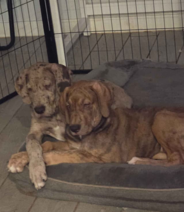 Puppies ready  2 that are  3 mths media 3