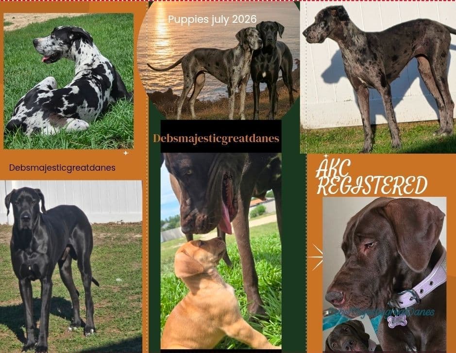 Puppies ready  2 that are  3 mths breeder image 30