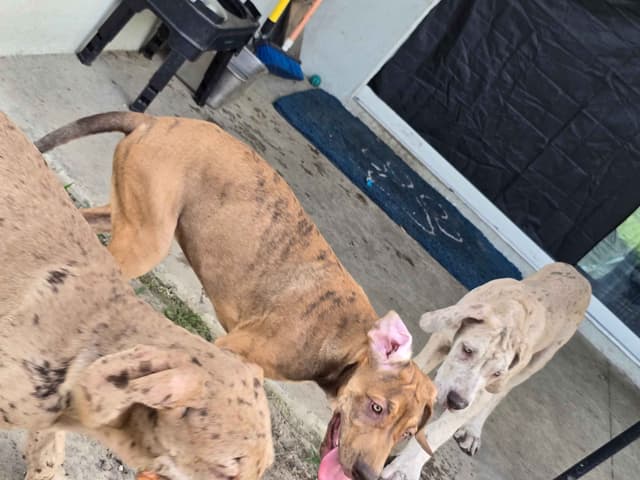 Puppies ready  2 that are  3 mths media 12