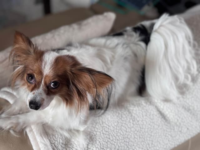 Will have puppies again in February 27- please message to be wait list media 3