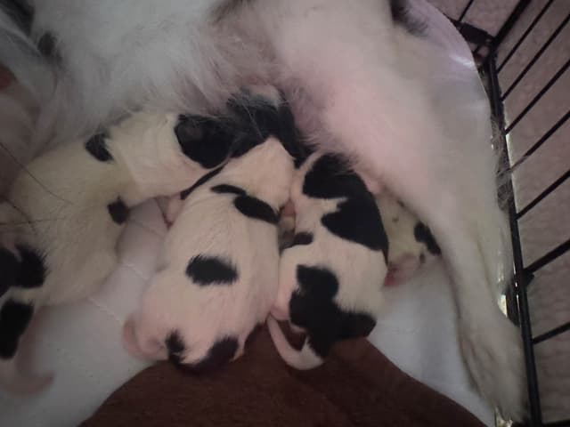 Will have puppies again in February 27- please message to be wait list media 5