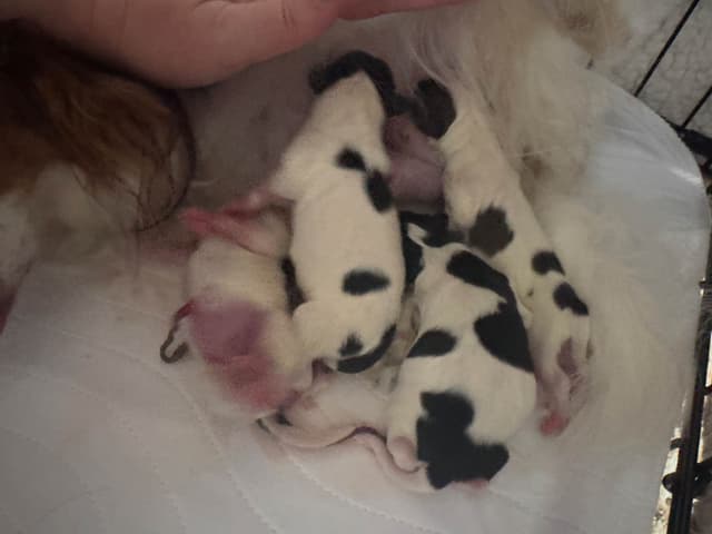 Will have puppies again in February 27- please message to be wait list media 6