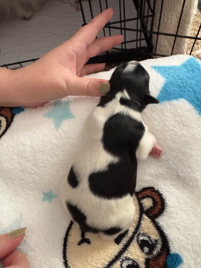 Will have puppies again in February 27- please message to be wait list media 7