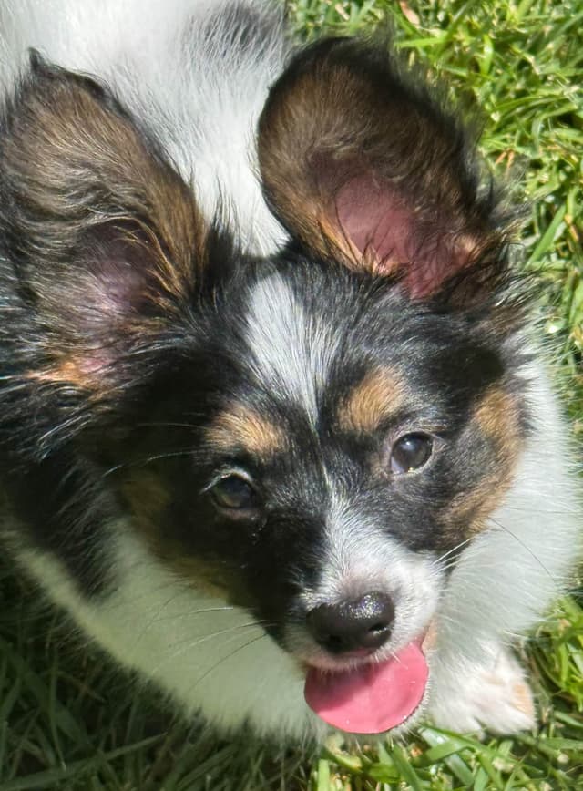 Will have puppies again in February 27- please message to be wait list media 11