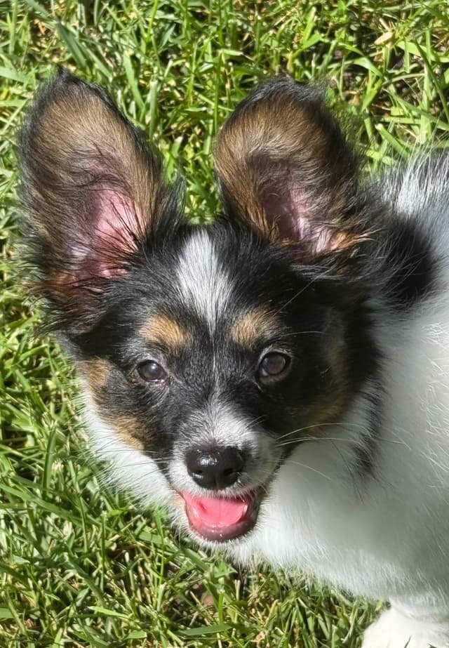 Will have puppies again in February 27- please message to be wait list media 12