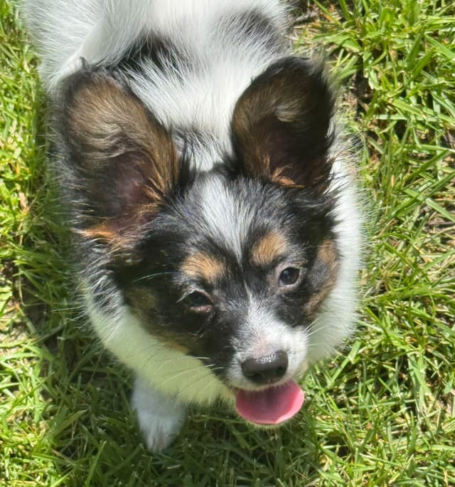 Will have puppies again in February 27- please message to be wait list media 13